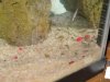 cichlid babies 001.jpg