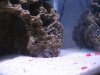 cichlid babies 002.jpg