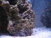 cichlid babies 003.jpg