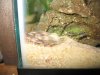 cichlid babies1 005.jpg