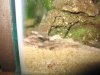 cichlid babies1 004.jpg