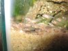 cichlid babies1 006.jpg